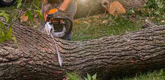 Reliable Stafford Springs, CT Tree Services Solutions